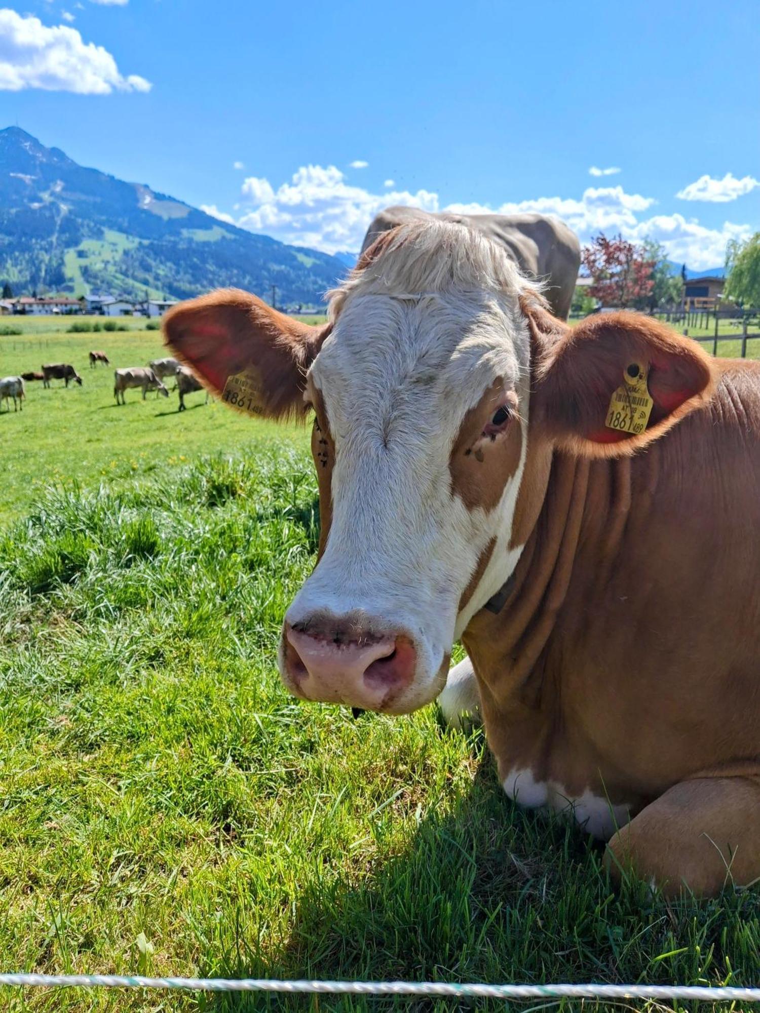 Lampererhof Villa Sankt Johann in Tirol Eksteriør bilde