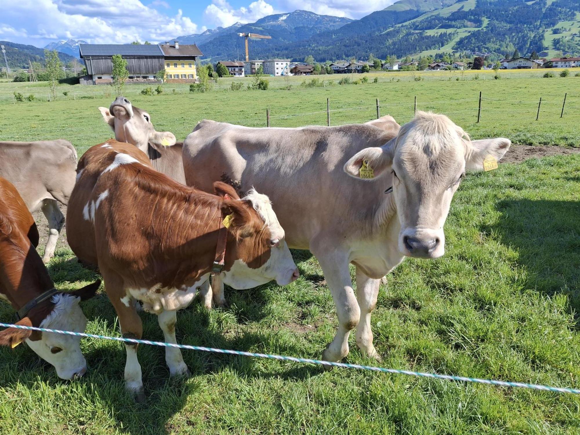 Lampererhof Villa Sankt Johann in Tirol Eksteriør bilde